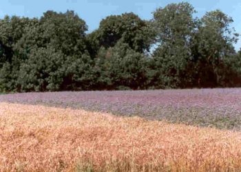 Run op kaarten Keunefeesten Keunefeesten 