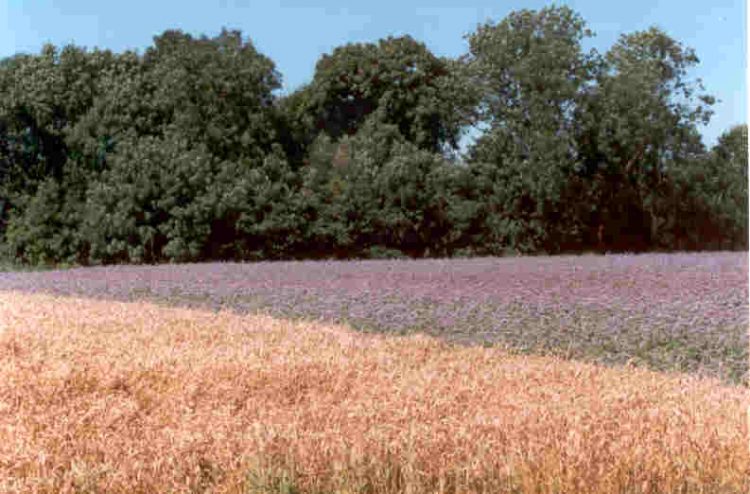 Ouderwetse graanoogst 