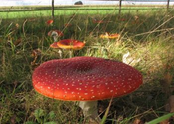 Najaarsconcert HMV hmv 