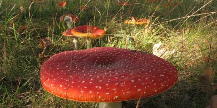 HoltensNieuws.nl Het is weer herfst Het is weer herfst