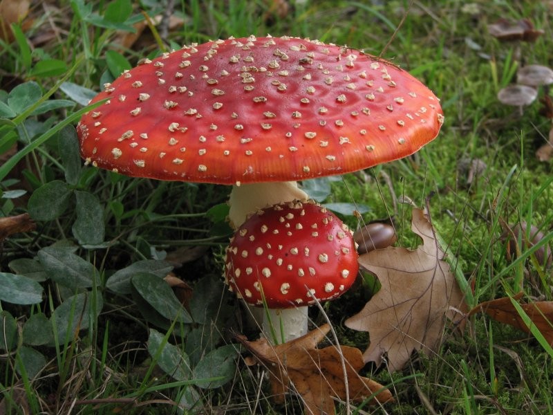 HoltensNieuws.nl Het is weer herfst Het is weer herfst