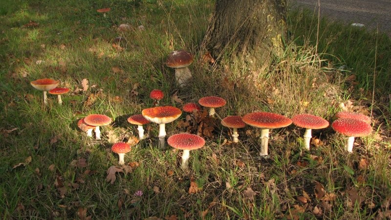HoltensNieuws.nl Het is weer herfst Het is weer herfst