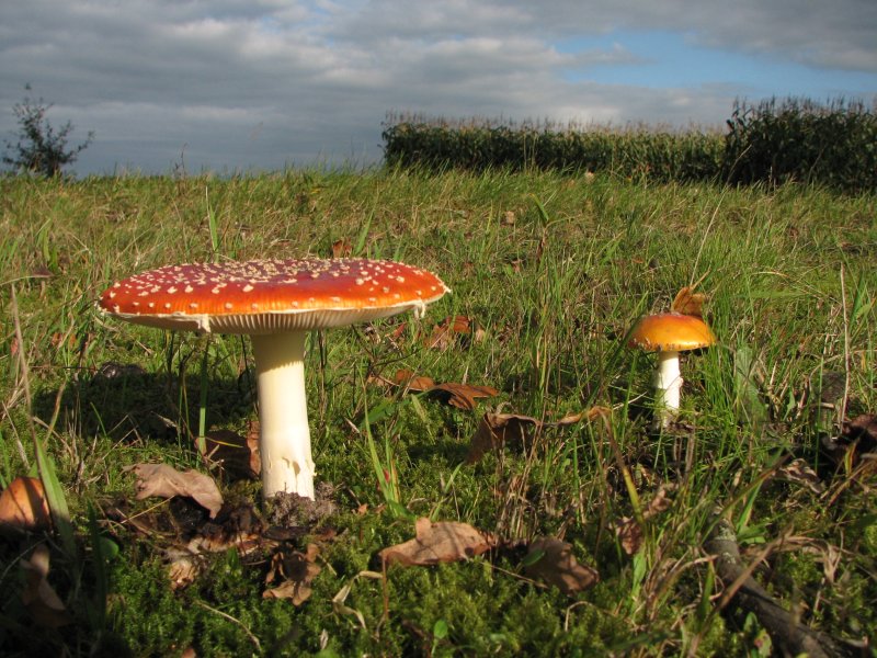 HoltensNieuws.nl Het is weer herfst Het is weer herfst