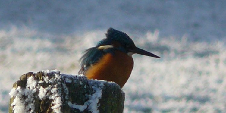 IJsvogel gespot 