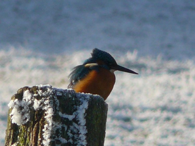 IJsvogel gespot 