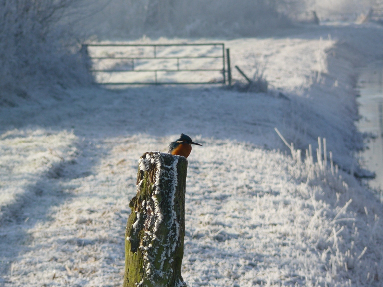 IJsvogel gespot 