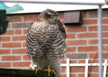 Afscheid dirigente HMV hmv 