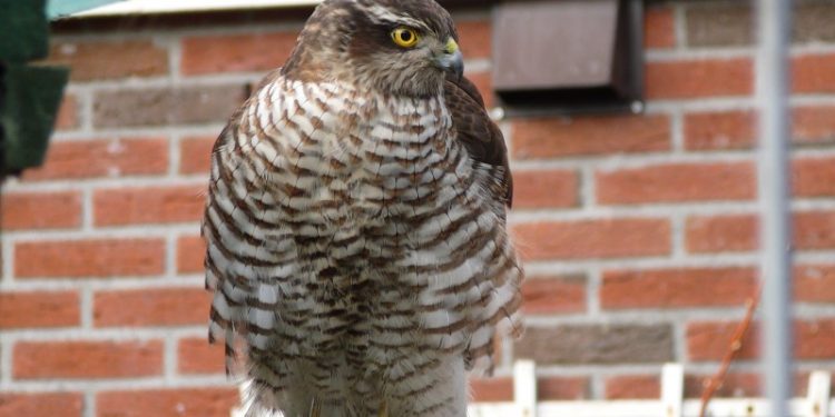 Sperwer in centrum Holten 