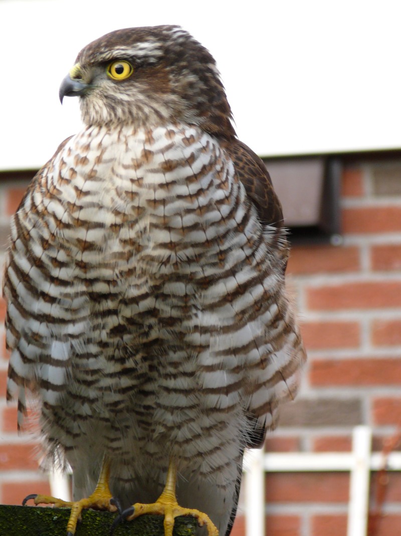 Sperwer in centrum Holten 