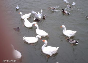 Zwijnenstal in Holten waerdenborch gemeente de waerdenborch 