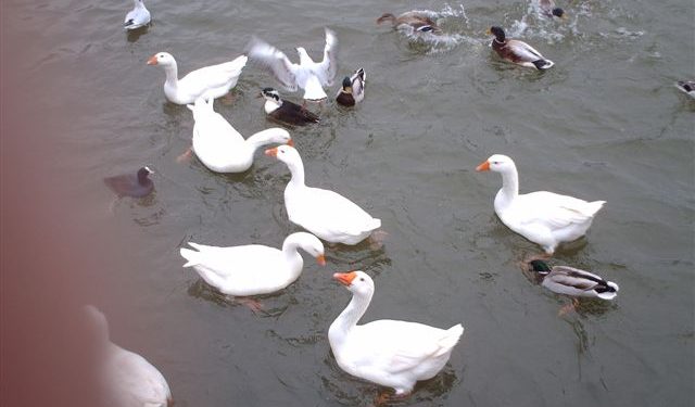 HoltensNieuws.nl Alle ... zwemmen in het water Alle ... zwemmen in het water gemeente