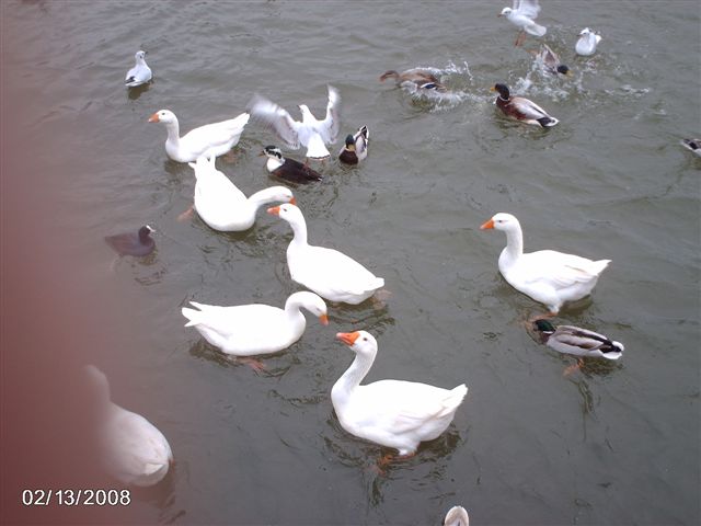 Alle ... zwemmen in het water gemeente 