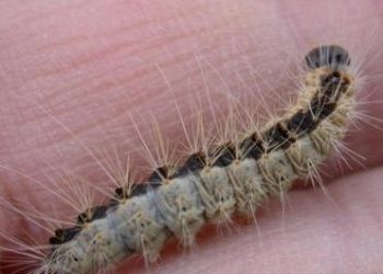 Open Holtens kampioenschap zeevissen 2008 fienpreuvers carnaval 