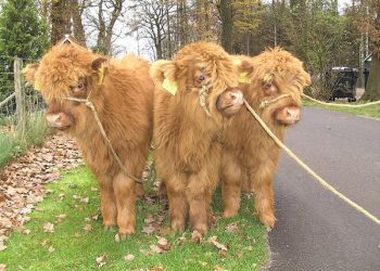 Kinderboerderij krijgt 46.000 Euro espelo dondertman 
