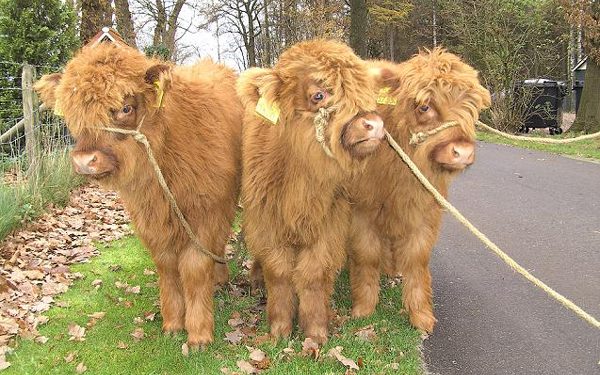 Kinderboerderij Dondertman 10 jaar gemeente dondertman 