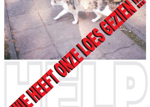 Wie heeft poes Loes gezien 