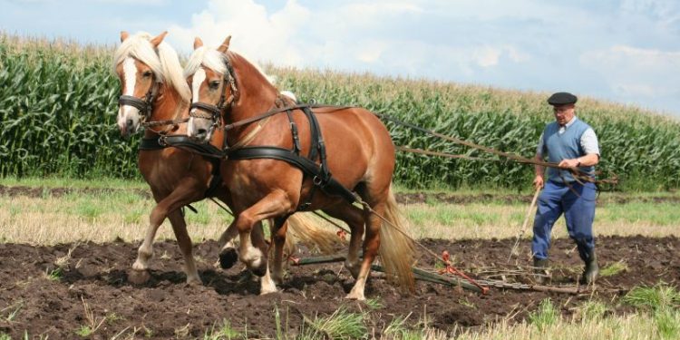 HoltensNieuws.nl Het graan is geoogst Het graan is geoogst