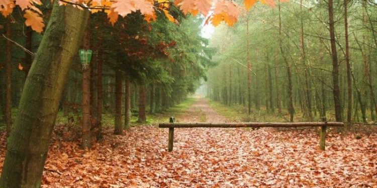 HoltensNieuws.nl 13e Herfstwandeling over de Holterberg 13e Herfstwandeling over de Holterberg