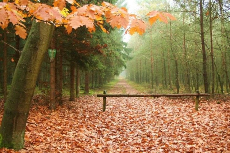 13e Herfstwandeling over de Holterberg 