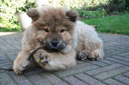 HoltensNieuws.nl Controle hondenbelasting Controle hondenbelasting gemeente