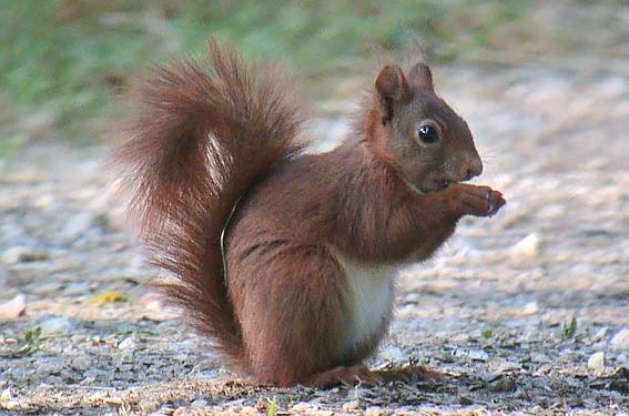 HoltensNieuws.nl Eekhoorntentoonstelling Eekhoorntentoonstelling natuurdiorama