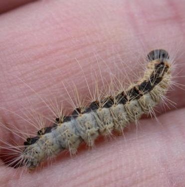 HoltensNieuws.nl De eikenprocessierups is weer actief De eikenprocessierups is weer actief gemeente