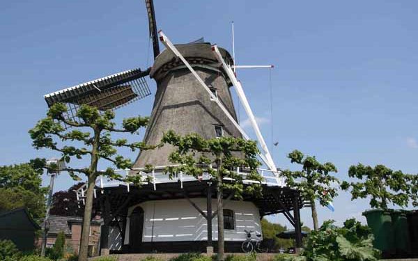 HoltensNieuws.nl Herbruikte linden Smidsbelt Herbruikte linden Smidsbelt smidsbelt dijkerhoek