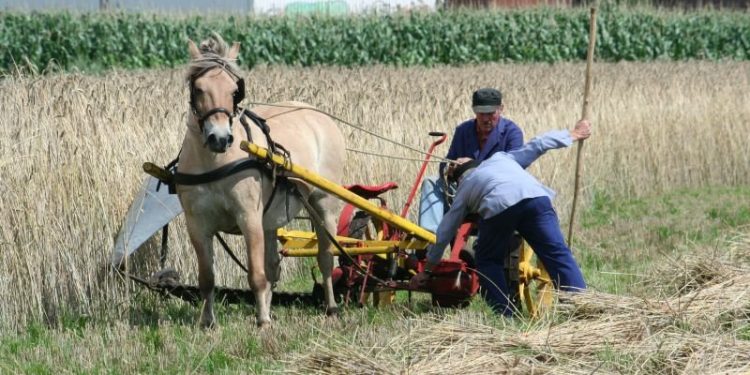 HoltensNieuws.nl Oogstfeest 2010 Oogstfeest 2010