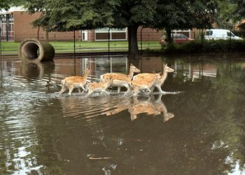Wateroverlast in Holten, stuur je foto's brandweer 