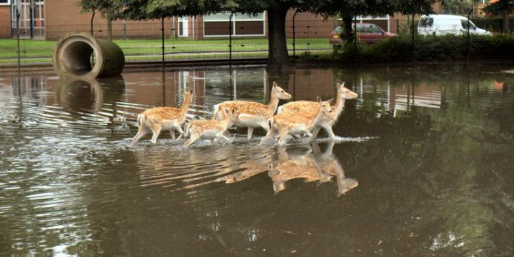 Wateroverlast in Holten, stuur je foto's brandweer 
