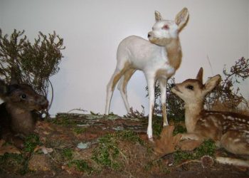 Sallandse Heuvelrug 5 jaar Nat. Park sallandse heuvelrug natuurdiorama 