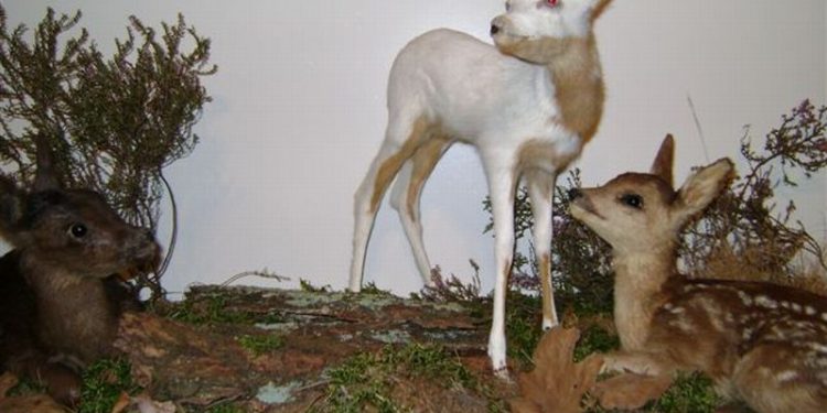 Welk vel past bij jou? natuurdiorama 