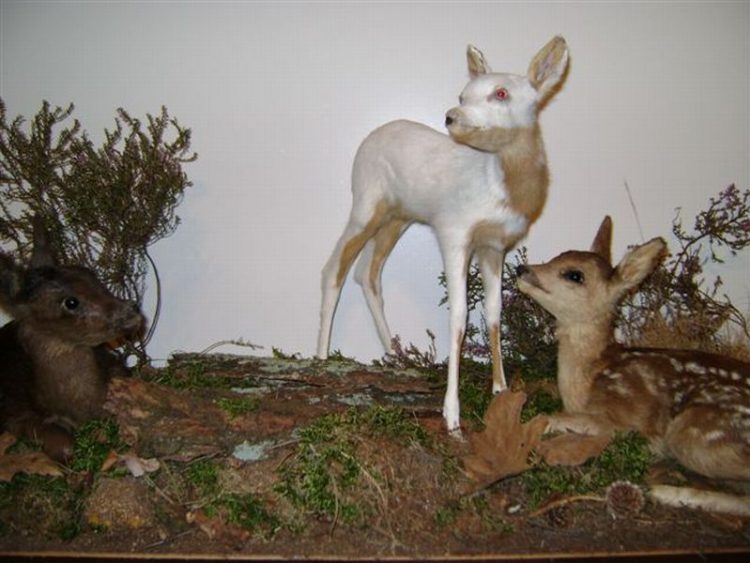 Welk vel past bij jou? natuurdiorama 