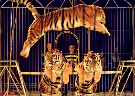 HoltensNieuws.nl Circus Belly Wien komt naar Holten Circus Belly Wien komt naar Holten