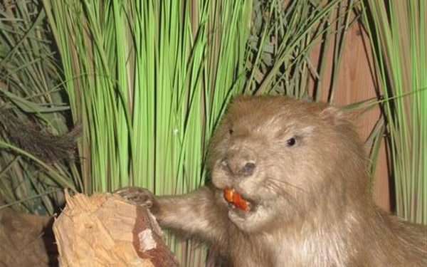 HoltensNieuws.nl Voorjaarsvakantie op de Holterberg Voorjaarsvakantie op de Holterberg natuurdiorama