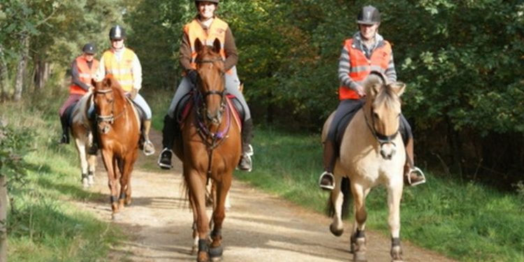 HoltensNieuws.nl Ponydag shetlandboerderij Ponydag shetlandboerderij