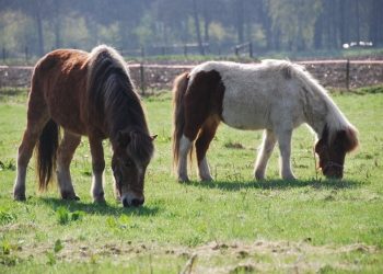 Bevrijding Holten 66 jaar geleden gemeente 
