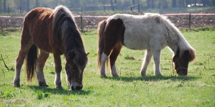 Ponny's aan komen lopen 