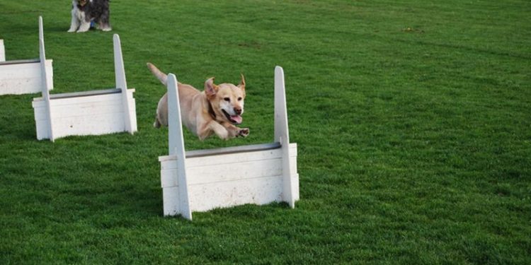 Spelletjes en flyball bij Dondertman espelo dondertman 