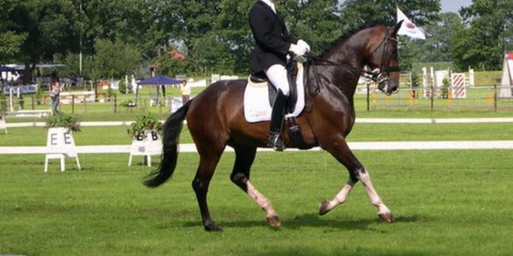 Rabobank-Bergruiters Dressuurconcours 