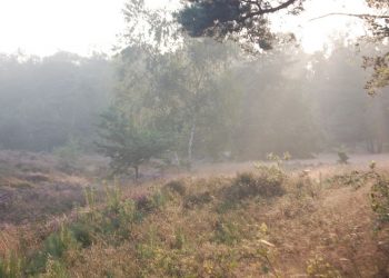 Herfst op de Holterberg natuurdiorama 