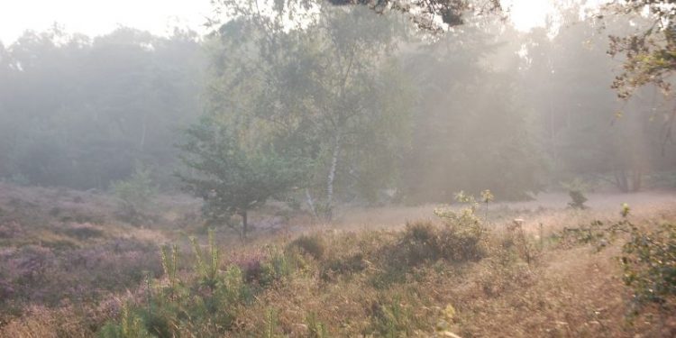 Dauwwandelen natuurdiorama 