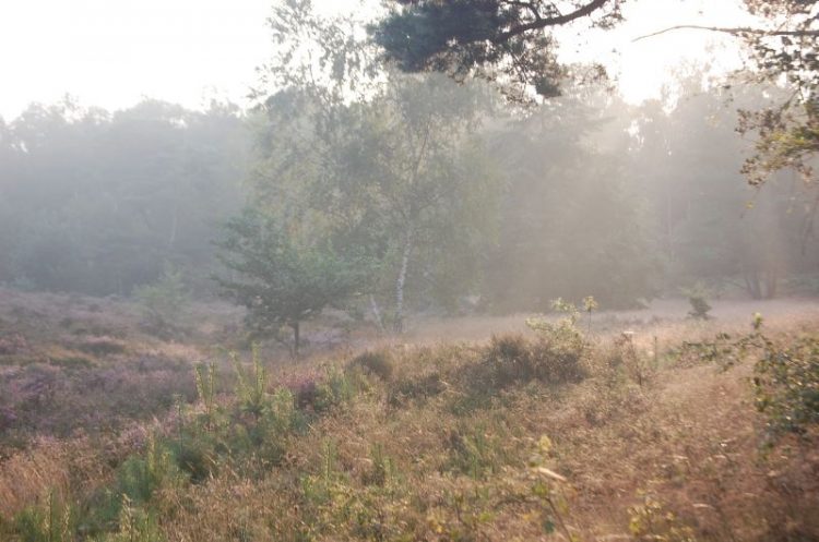 Dauwwandelen natuurdiorama 