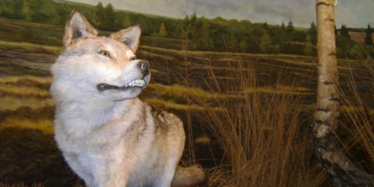 Pinksterweekend met wolven op de Holterberg natuurdiorama 