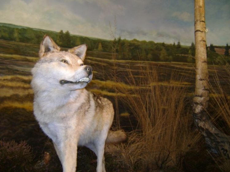 Pinksterweekend met wolven op de Holterberg natuurdiorama 