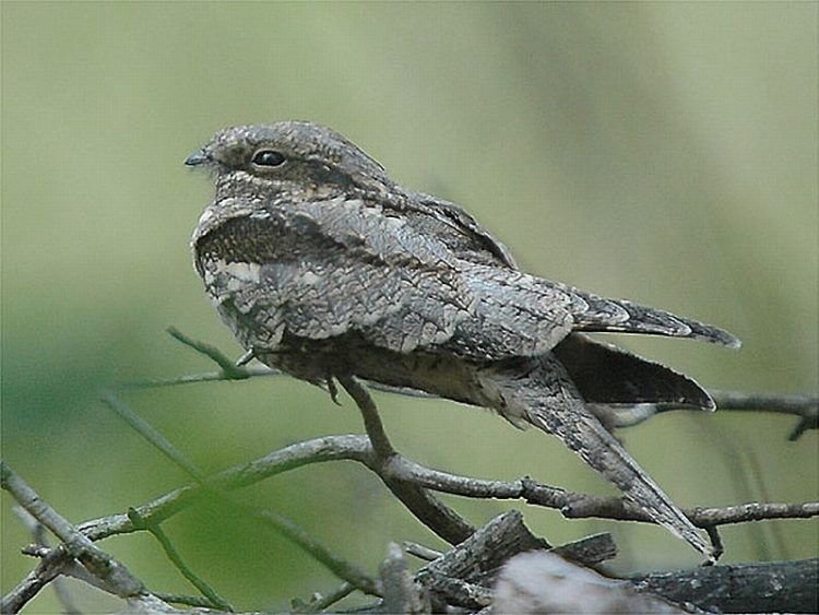 Nachtzwaluw vaker gespot sallandse heuvelrug 