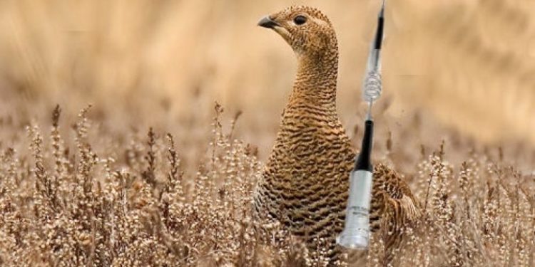 Kuikens met zender na week dood gevonden sallandse heuvelrug 