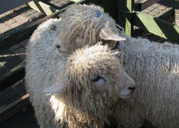 Kerstvaria bij Dondertman dondertman 