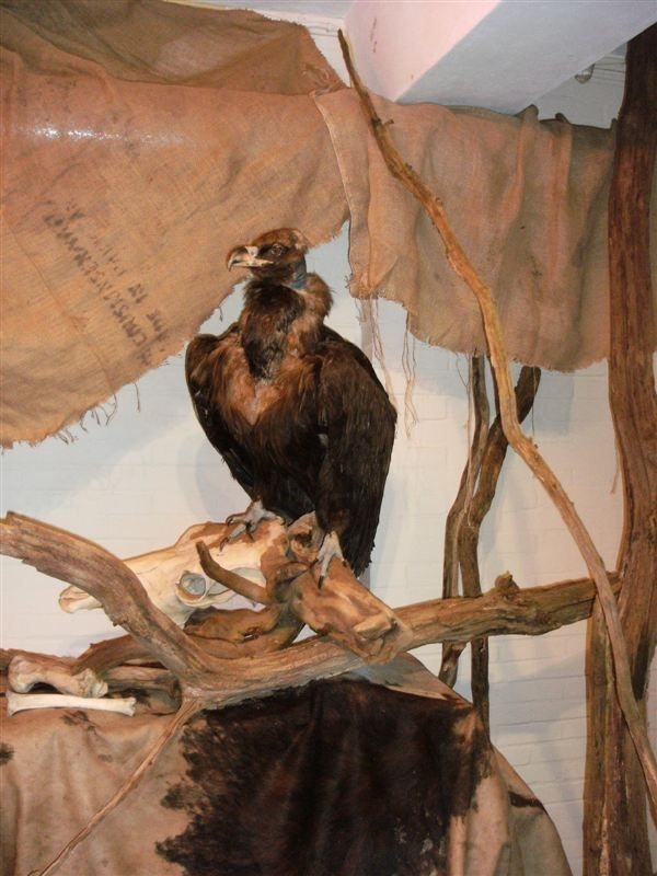 Roofvogeltentoonstelling bij Natuurdiorama Holterberg natuurdiorama 