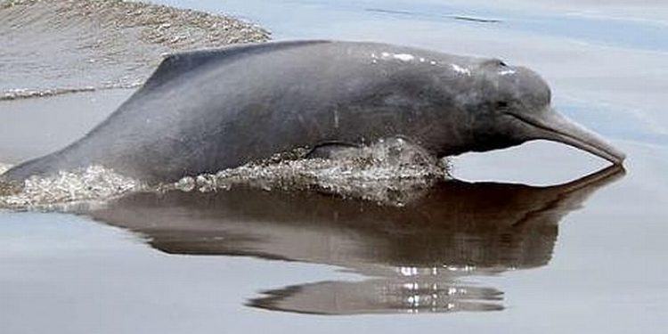 HoltensNieuws.nl Kom in actie voor de rivierdolfijn! Kom in actie voor de rivierdolfijn! natuurdiorama